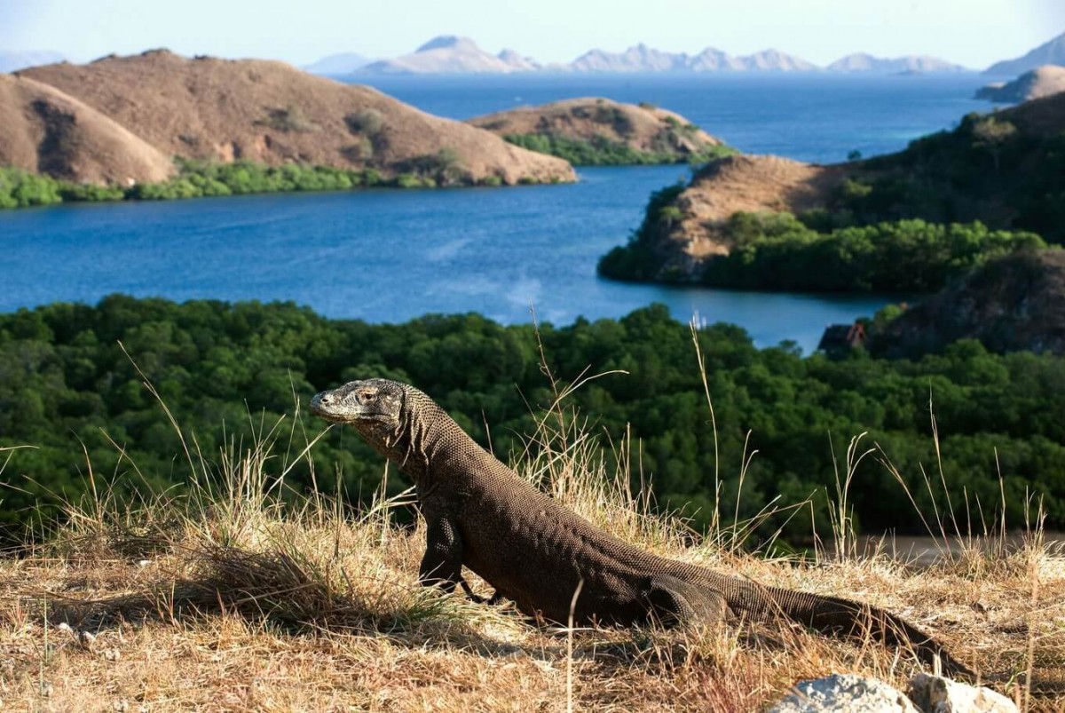 Penataan kembali habitat Komodo